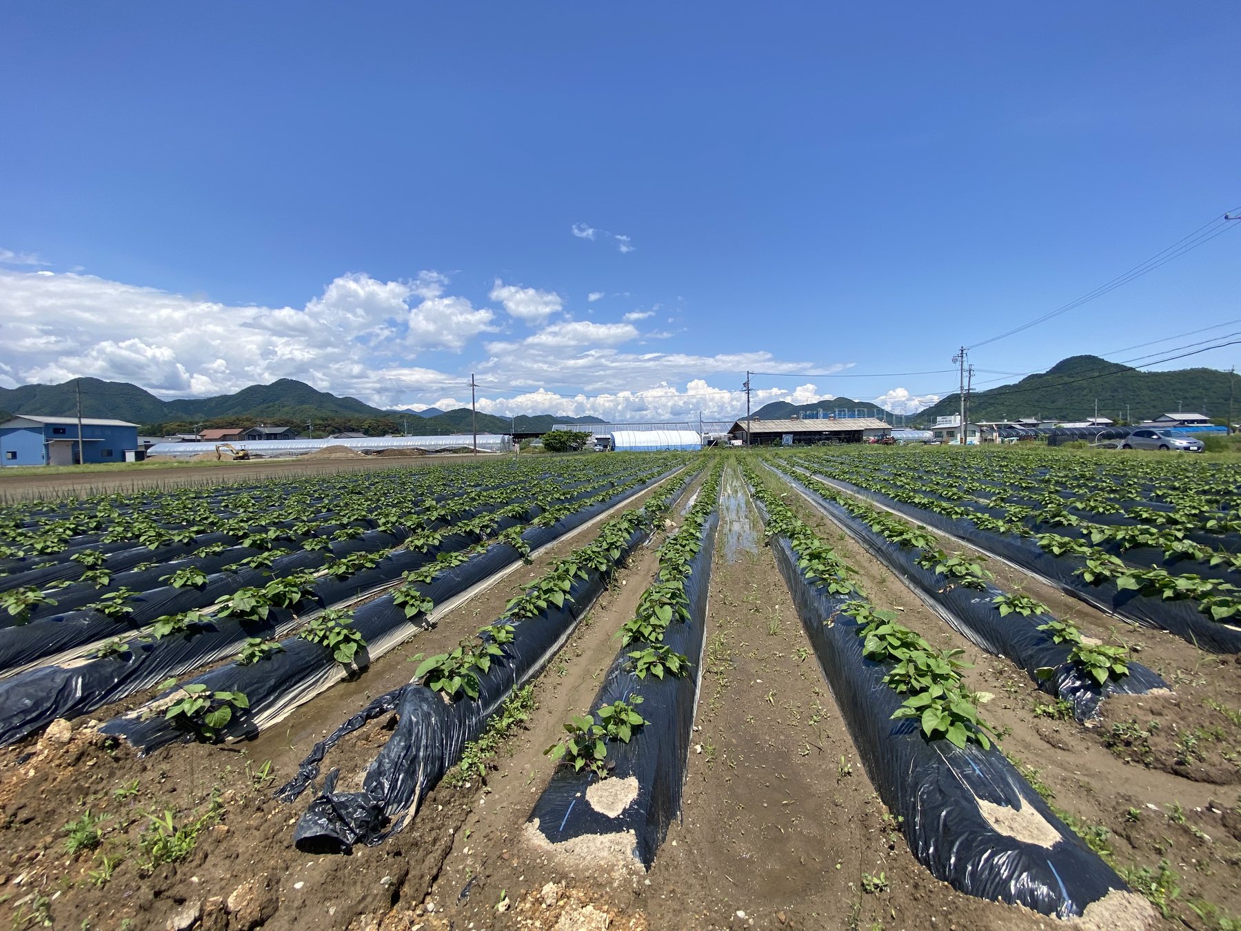 さつまいも圃場の写真を使ったチラシ型のプレビュー